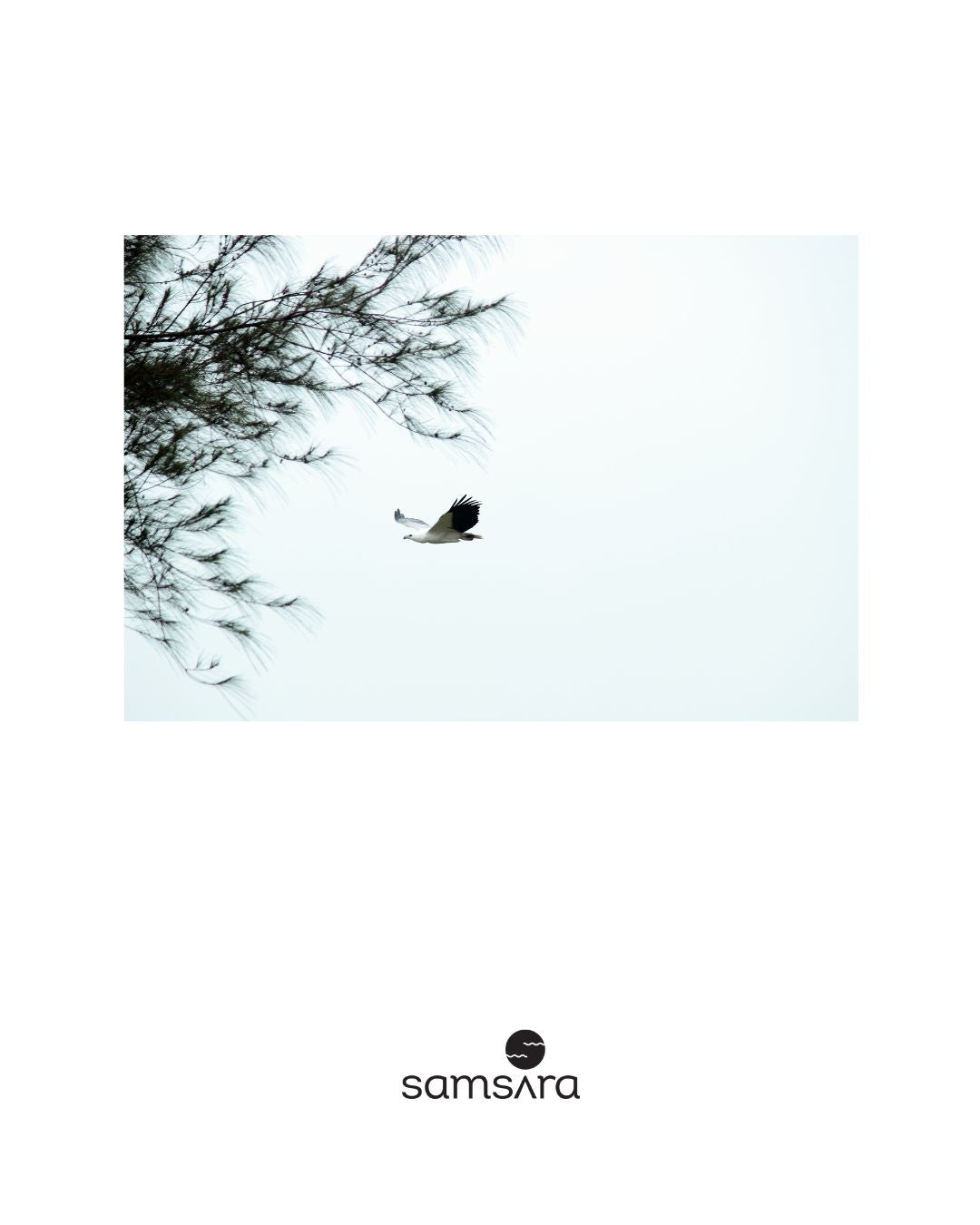 Minimalist wildlife photography print with soaring bird - monochrome wall art by Samsara Mumbai