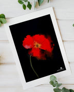 Dramatic red poppy print for statement wall - bold floral art decor by Samsara