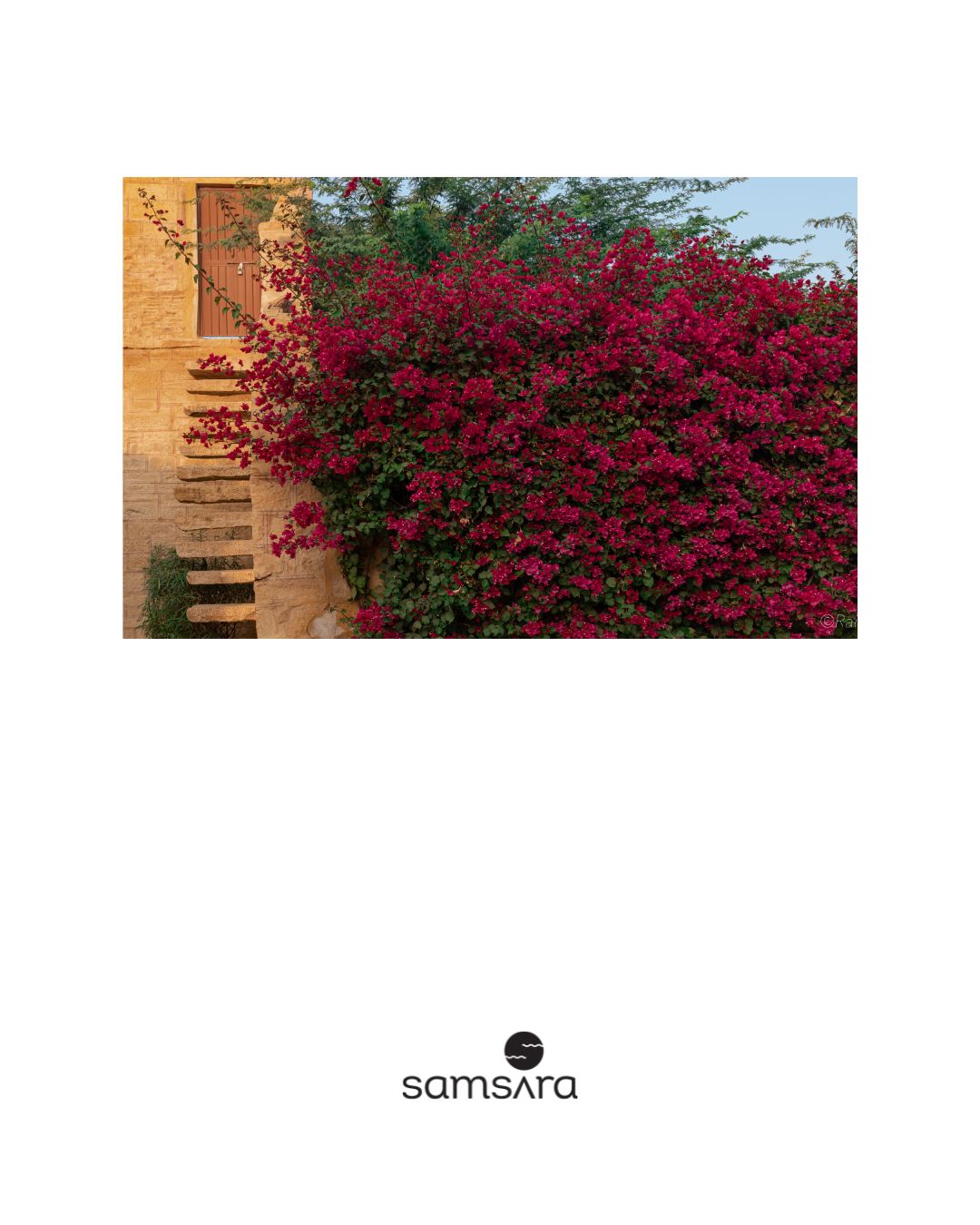 Botanical photography wall art - pink flower architecture print by Samsara