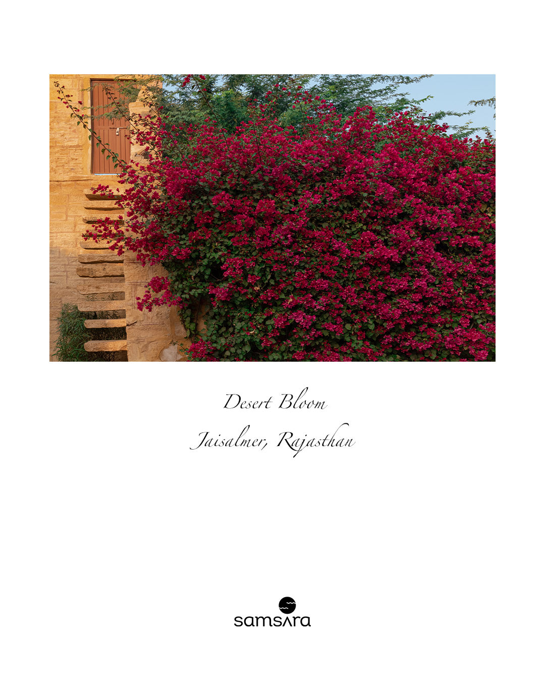 Desert Bloom · Limited Edition Fine Photography